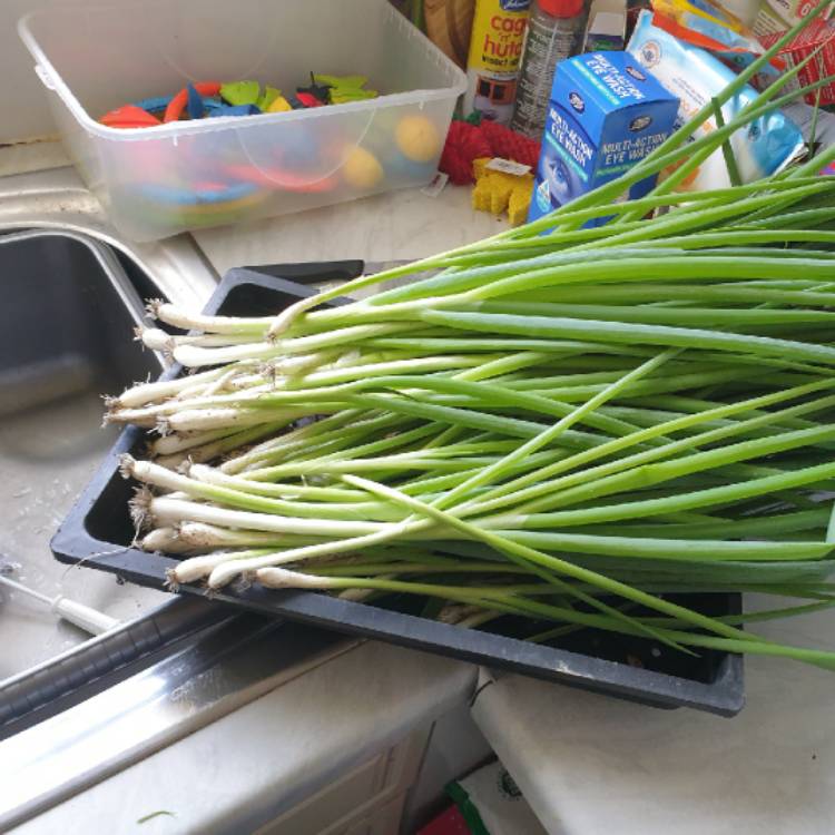 Plant image Allium fistulosum 'Ishikura'