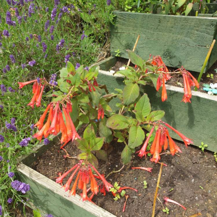 Plant image Fuchsia 'Coralle'