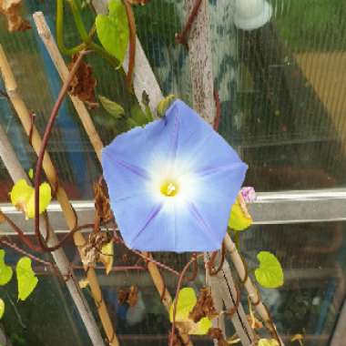 Morning Glory 'Heavenly Blue'