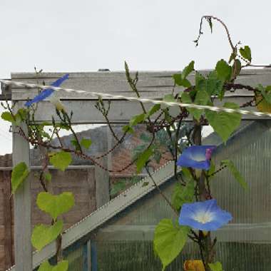 Morning Glory 'Heavenly Blue'