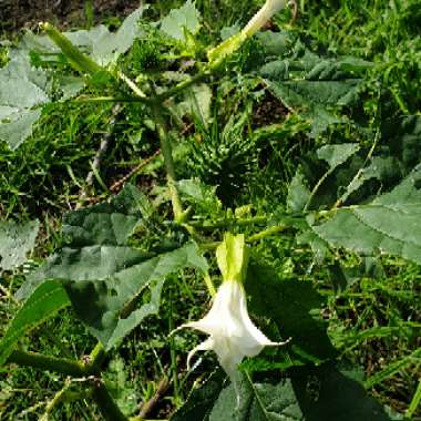 Jimsonweed