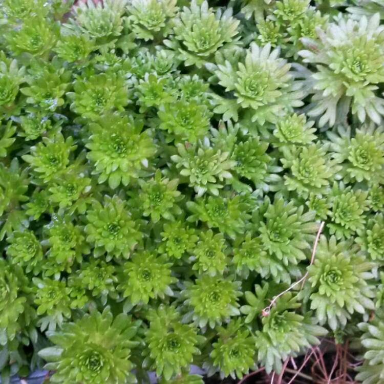 Plant image Saxifraga x arendsii 'White Carpet'