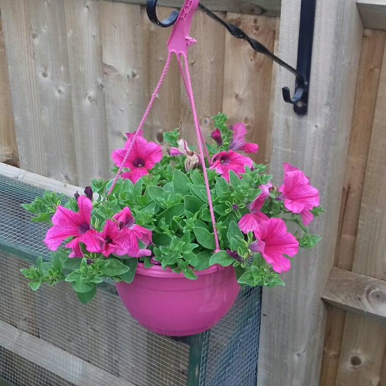 Plant image Petunia 'PAS504993' (Shock Wave Series) syn. Petunia 'Pink Vein'