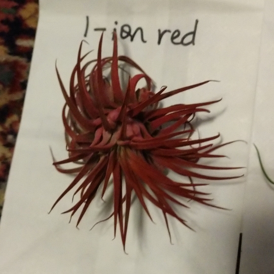 Plant image Tillandsia ionantha 'Red'