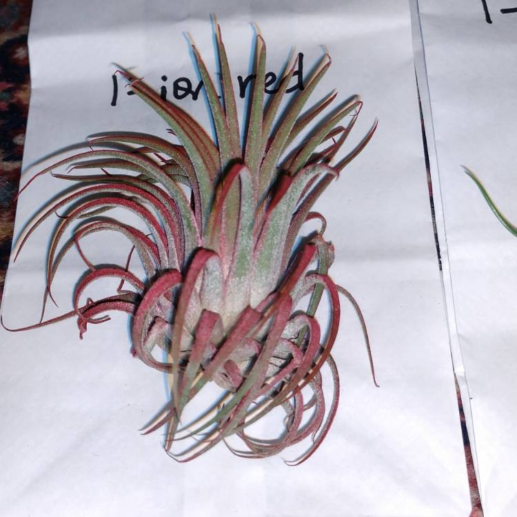 Plant image Tillandsia ionantha 'Red'