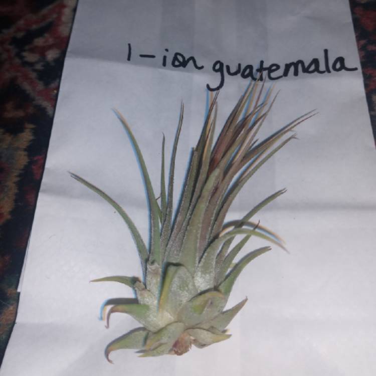 Plant image Tillandsia Ionantha 'Guatemala'