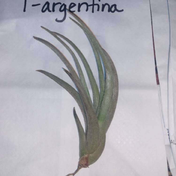 Plant image Tillandsia argentina