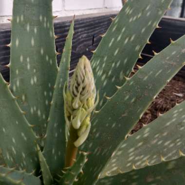 Aloe