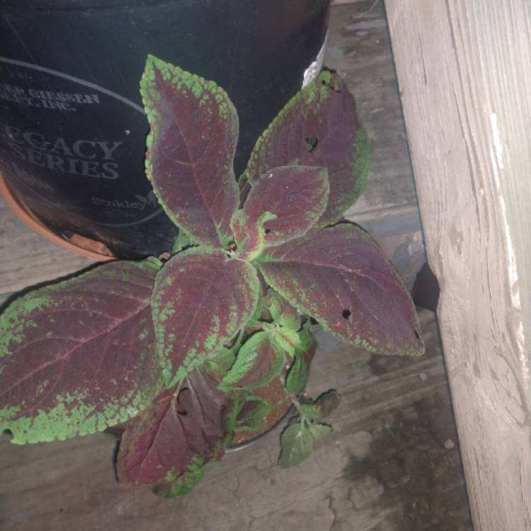 Plant image Solenostemon scutellarioides 'Chocolate Mint'