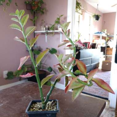 Euphorbia tithymaloides syn. Pedilanthus tithymaloides