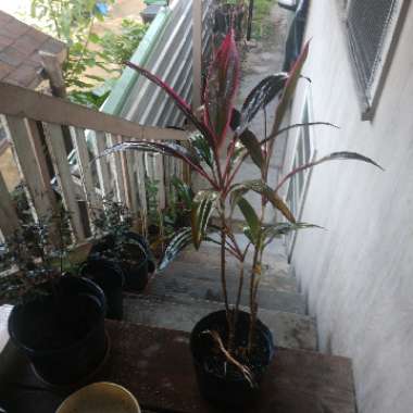 Cordyline fruticosa 'Tango'