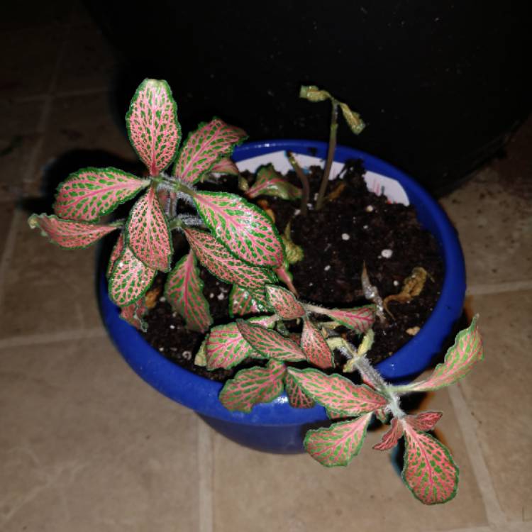 Plant image Fittonia 'Pink Ruby Lime'