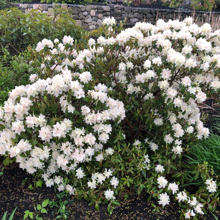 Plant image Rhododendron 'Natural Happiness'