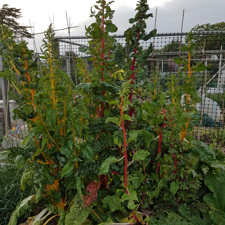 Beta vulgaris subsp. cicla var. flavescens 'Bright Lights'