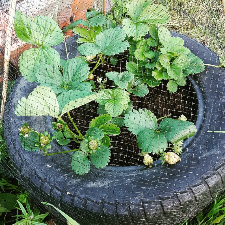 Plant image Fragaria vesca f. alba