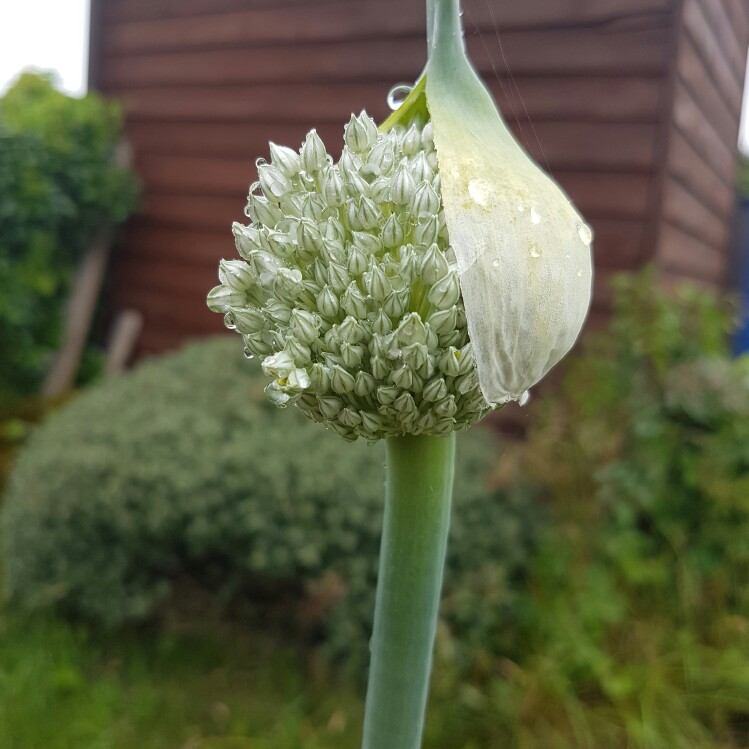 Allium cepa (Cepa Group) 'Stuttgarter Giant'