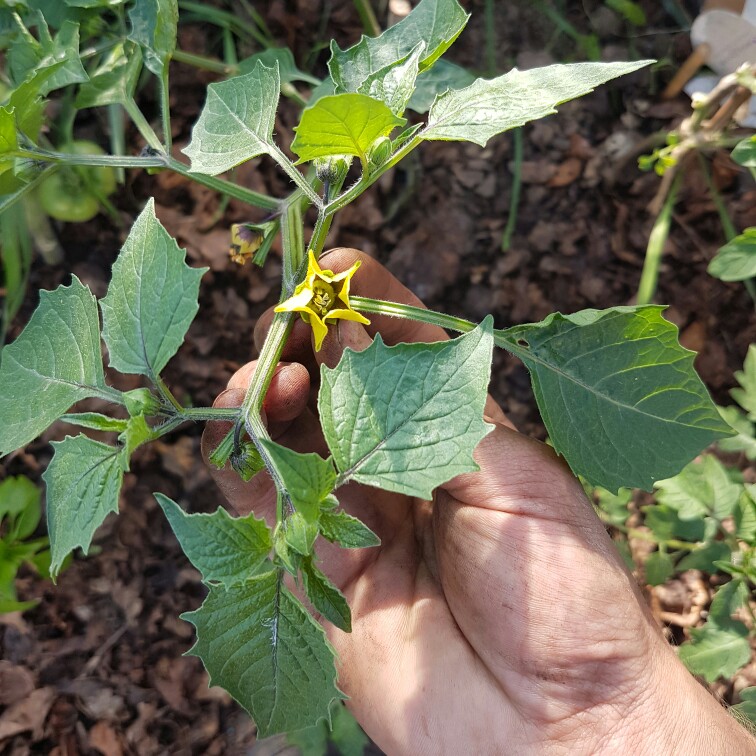 Plant image Physalis ixocarpa syn. P. philadelphica