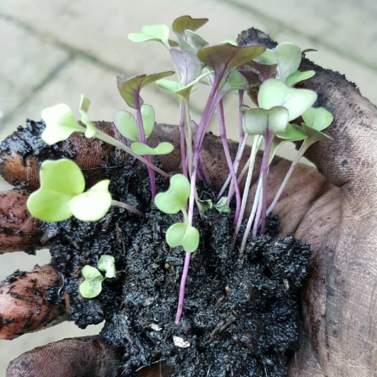 Plant image Brassica oleracea (Gongylodes Group) 'Azur-Star'