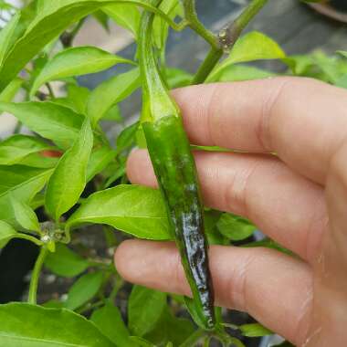 Capsicum annuum