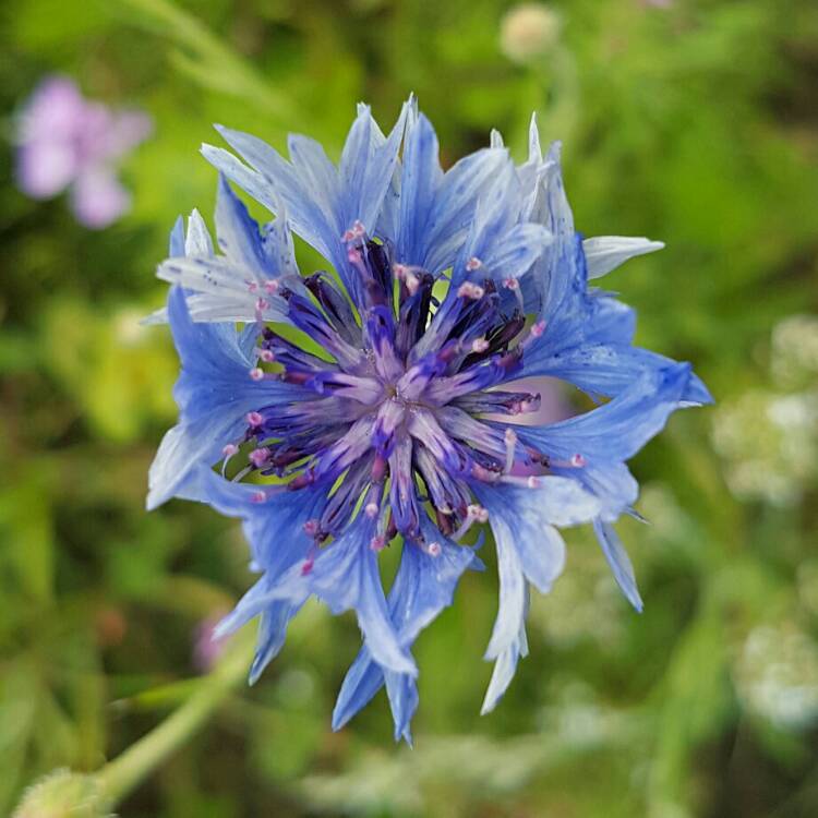 Plant image Centaurea cyanus 'Polka Dot Mix'