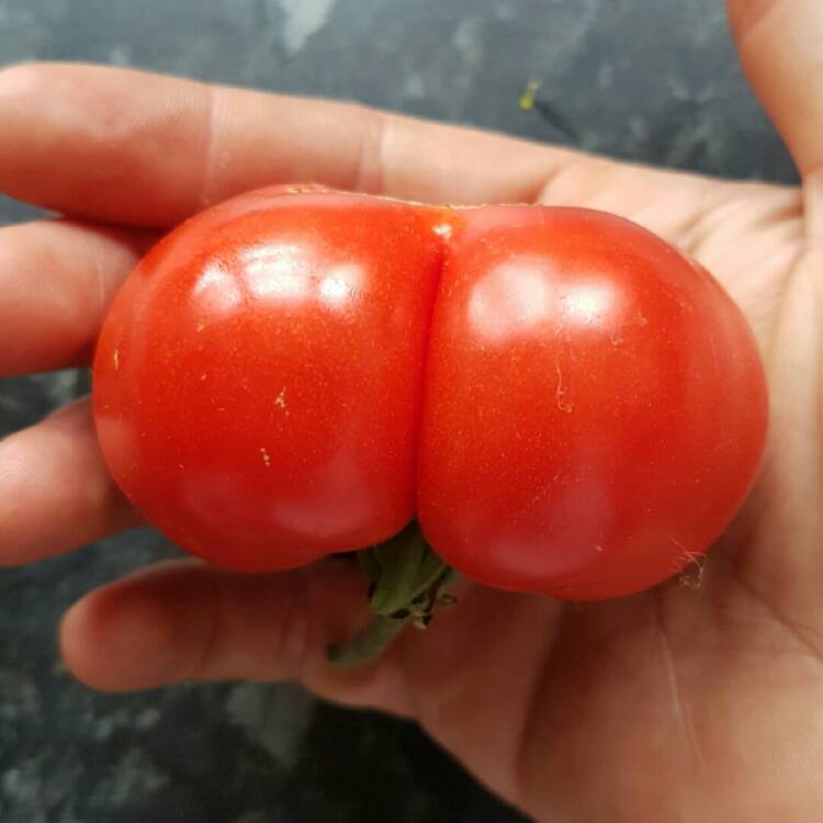 Plant image Solanum Lycopersicum 'Marmande'