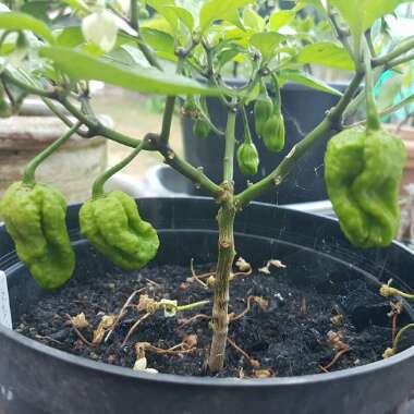 Capsicum Annuum 'Naga'