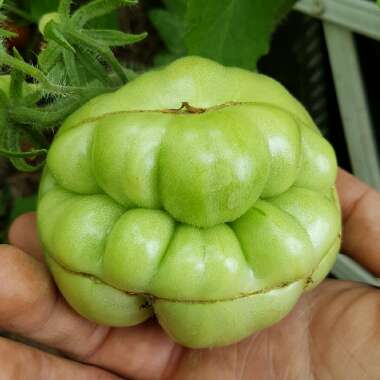 Solanum lycopersicum 'Super Marmande'