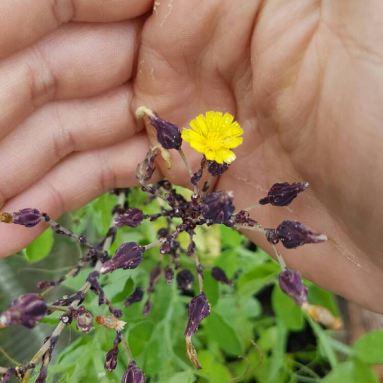 Plant image Lactuca sativa 'Bijou'