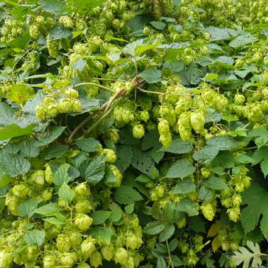 Humulus lupulus 'Golden Tassels'