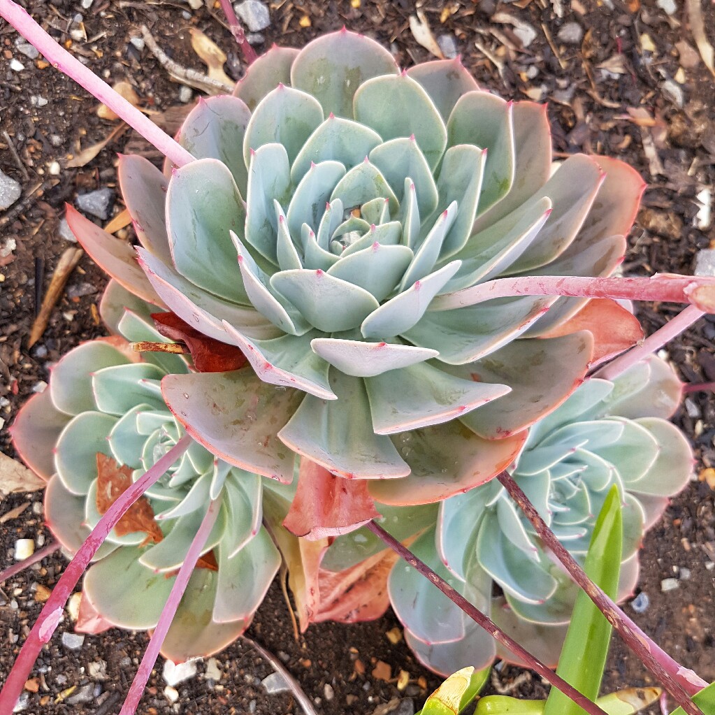 Echeveria 'Imbricata'