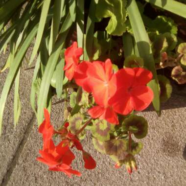 Cranesbill (Geranium)