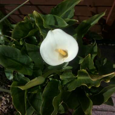 Calla Lily