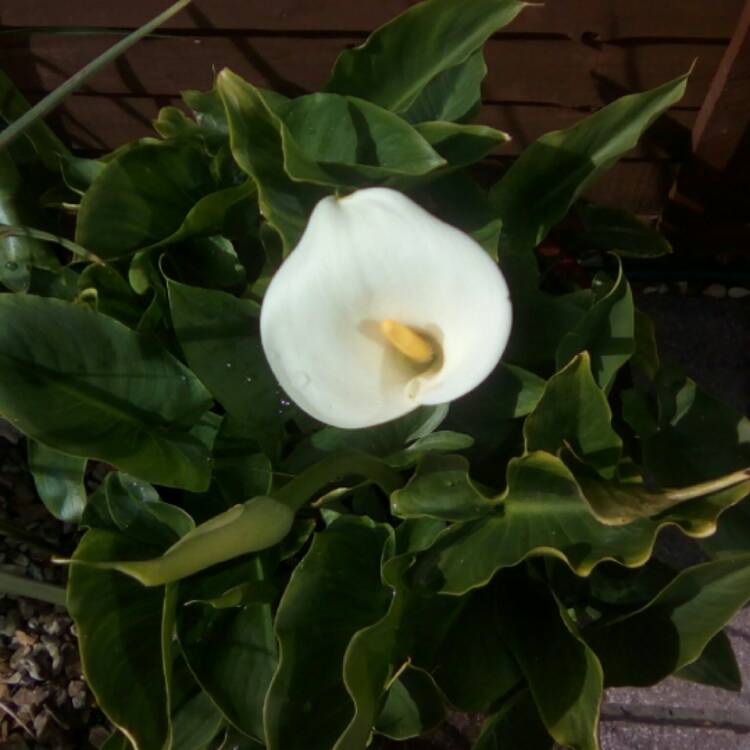 plant image 400234