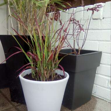 Japanese Blood Grass 'Rubra'