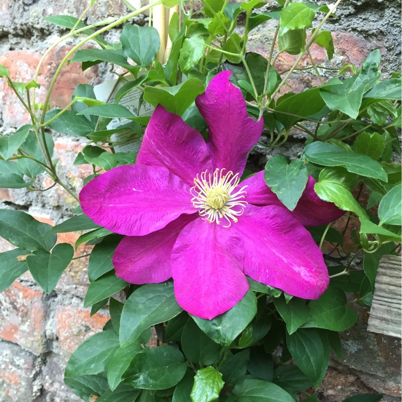 Plant image Clematis 'Sunset'