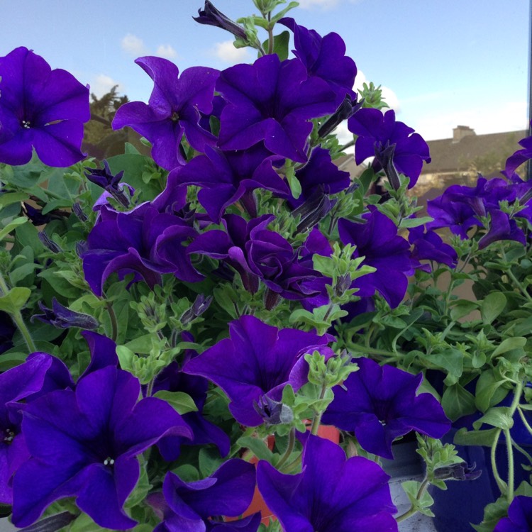 Plant image Petunia 'Cascadias Purple' (Cascadias Series) syn. Petunia 'Purple'