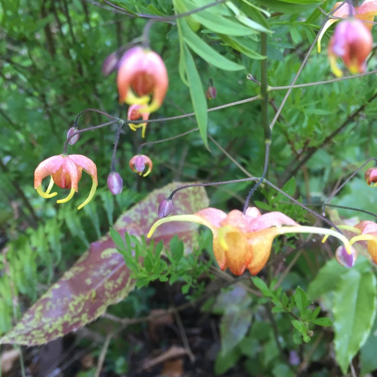 Plant image Epimedium x warleyense 'Amber Queen'