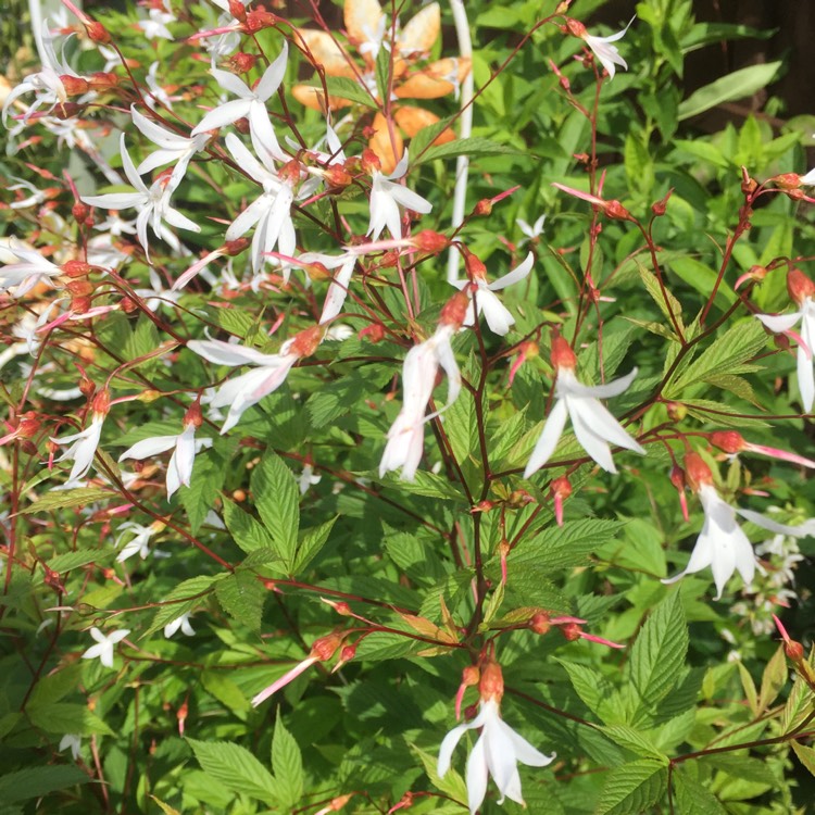 Plant image Gillenia trifoliata