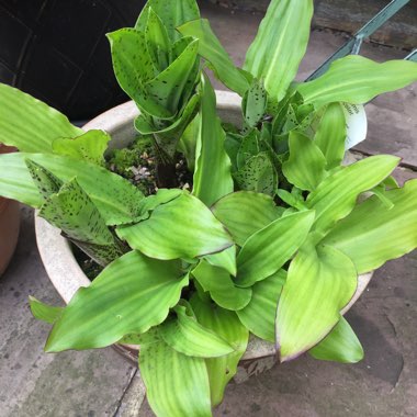 Eucomis bicolor