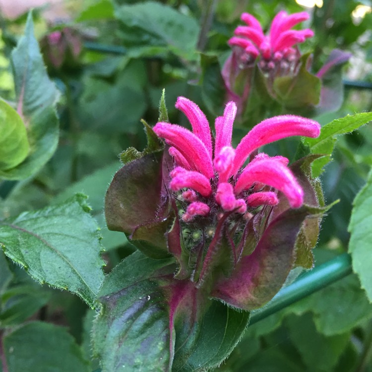 Plant image Monarda 'Mahogany'