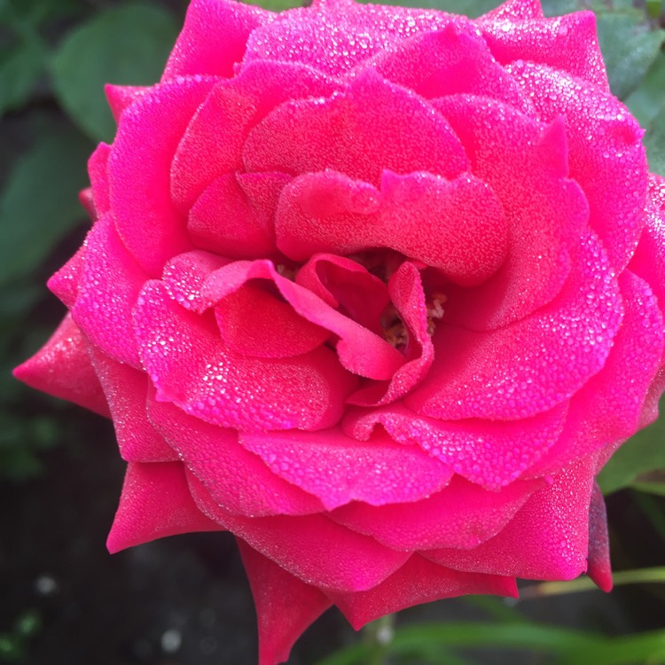 Plant image Rosa 'Ruby Wedding'