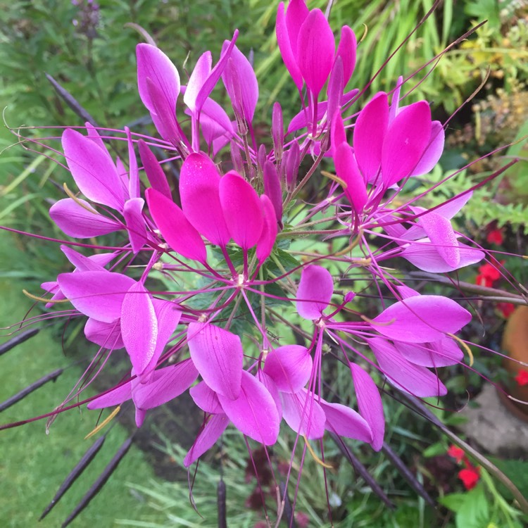 Plant image Cleome hassleriana 'Violet Queen'