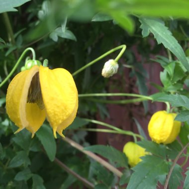 Clematis tangutica 'Bill MacKenzie'