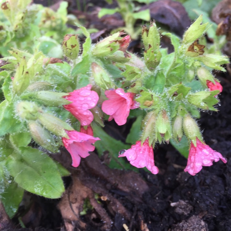 Plant image Pulmonaria rubra 'Redstart'