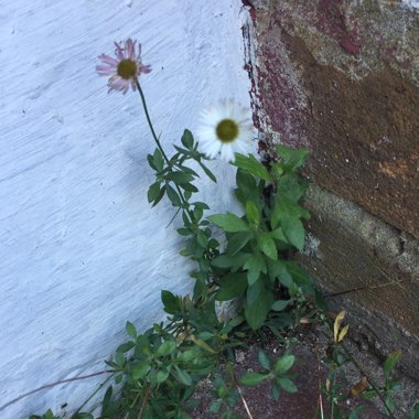 Erigeron karvinskianus