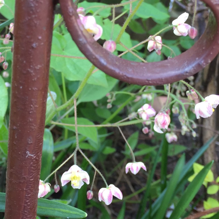 Plant image Epimedium x youngianum 'Niveum'