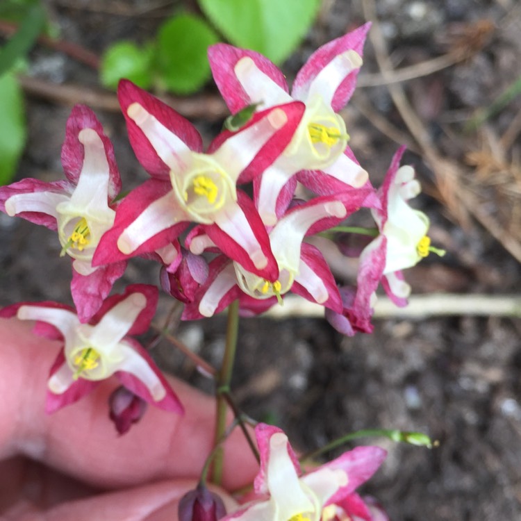 Plant image Epimedium x rubrum