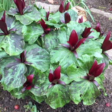 Trillium grandiflorum f. polymerum 'Flore Pleno'