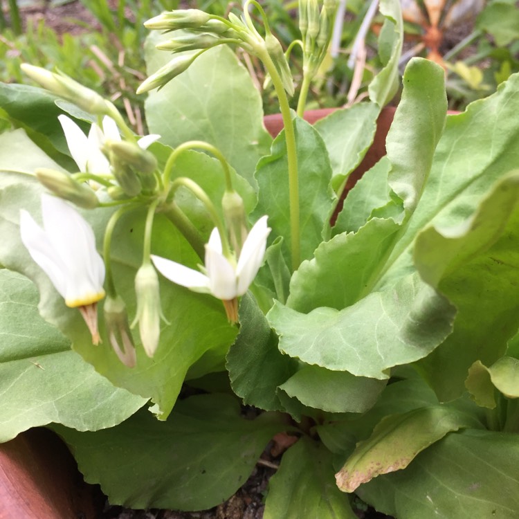 Plant image Dodecatheon meadia 'Album' syn. Dodecatheon meadia 'Albiflorum'