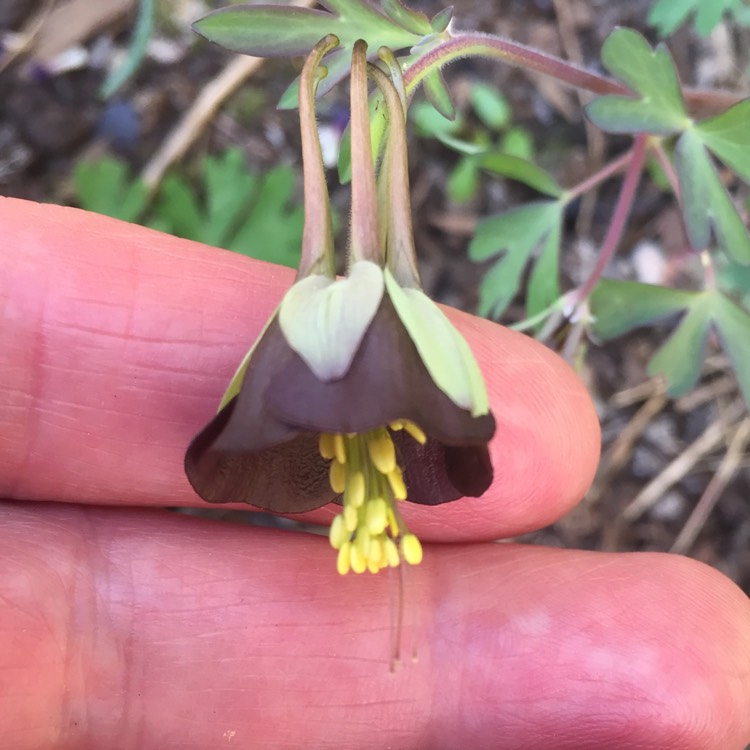 Plant image Aquilegia viridiflora 'Chocolate Soldier'